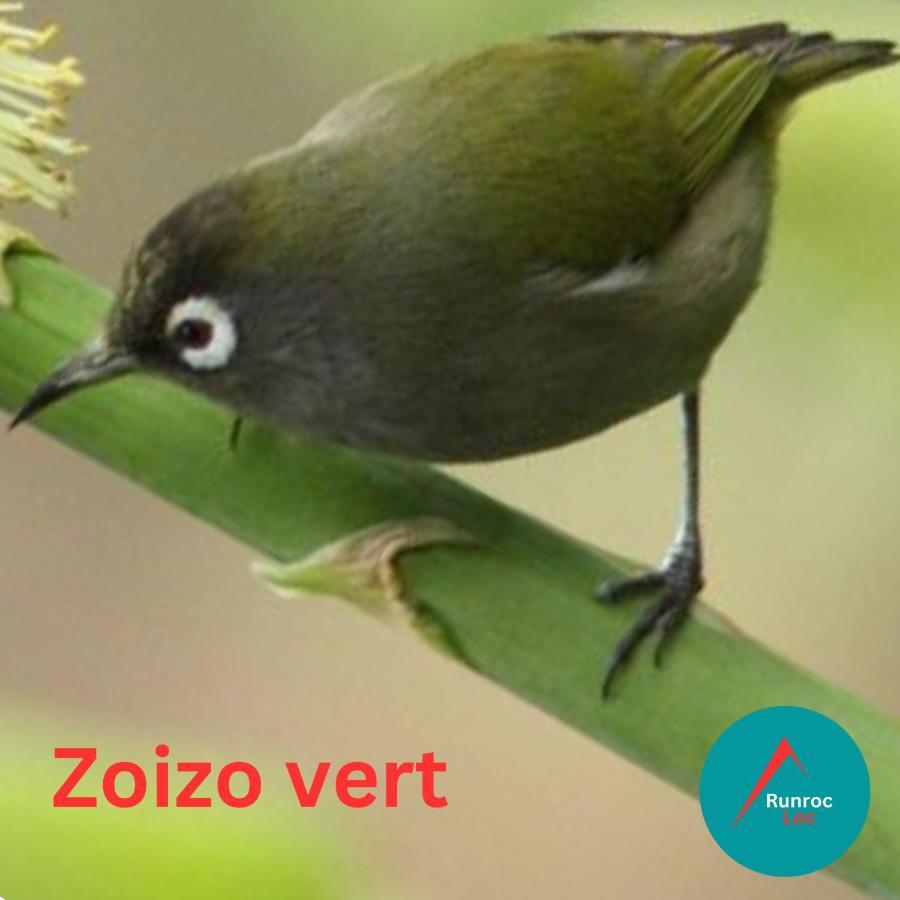 Zoizo Vert - Studio Au Calme Avec Jardin - St Leu Сен-Лё Экстерьер фото